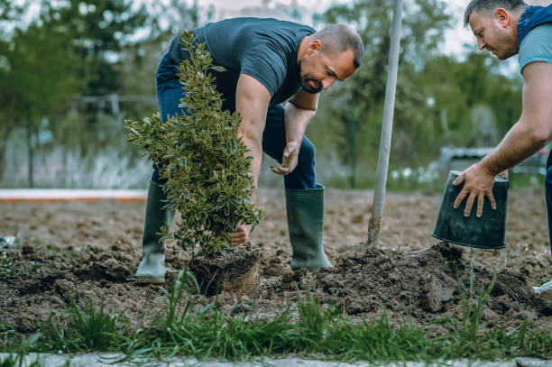 The Steps Involved in Our Tree Care Process in Milford, UT